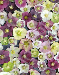 Helleborus x hybridus 'Mardi Gras Assorted'